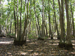 Image of Swamp Tupelo