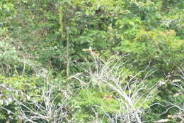 Image of Chattering Cisticola