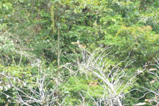 Image of Chattering Cisticola