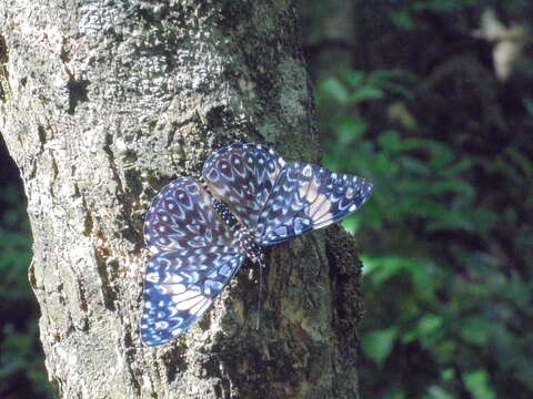 Image of Red Cracker