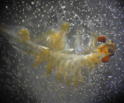 Image of California Fairy Shrimp