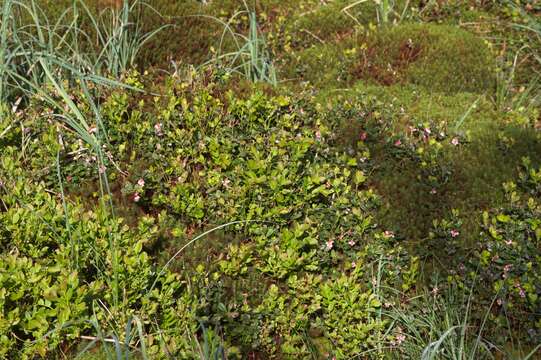 Image of lingonberry