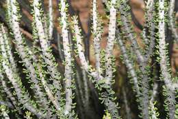 Image of Portulacaria namaquensis Sond.