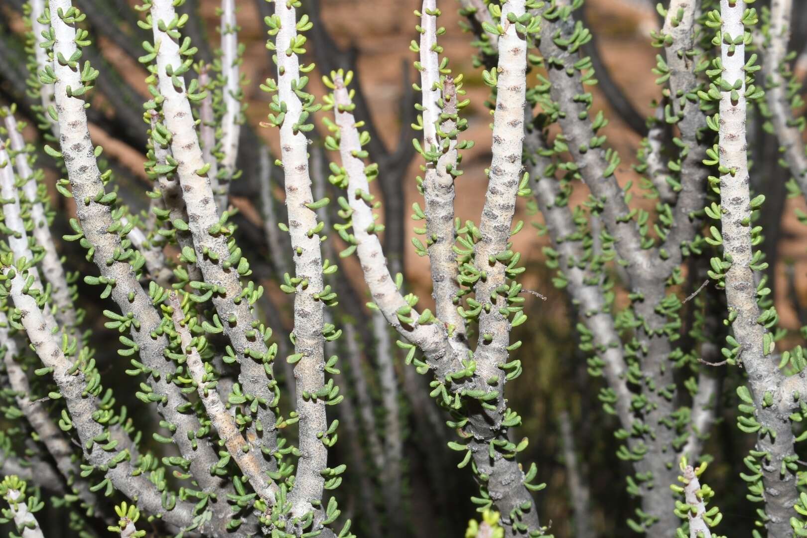 Image of Portulacaria namaquensis Sond.