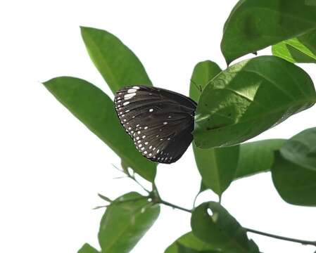 Image of Euploea midamus singapura (Moore 1883)