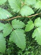 Слика од Rubus hawaiensis A. Gray