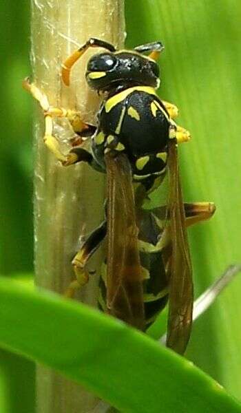 Imagem de Polistes dominula (Christ 1791)