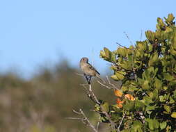 Image of Vireo huttoni unitti Rea 1991