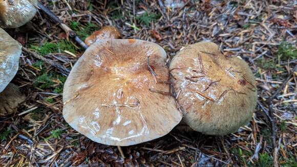 Слика од Cortinarius glaucopus (Schaeff.) Gray 1821