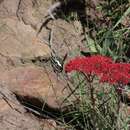 Image of Crassula perfoliata var. minor (Haw.) Rowley