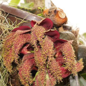 Image of Bulbophyllum phalaenopsis J. J. Sm.