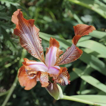 Image of Iris stolonifera Maxim.