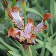 Image of Iris stolonifera Maxim.