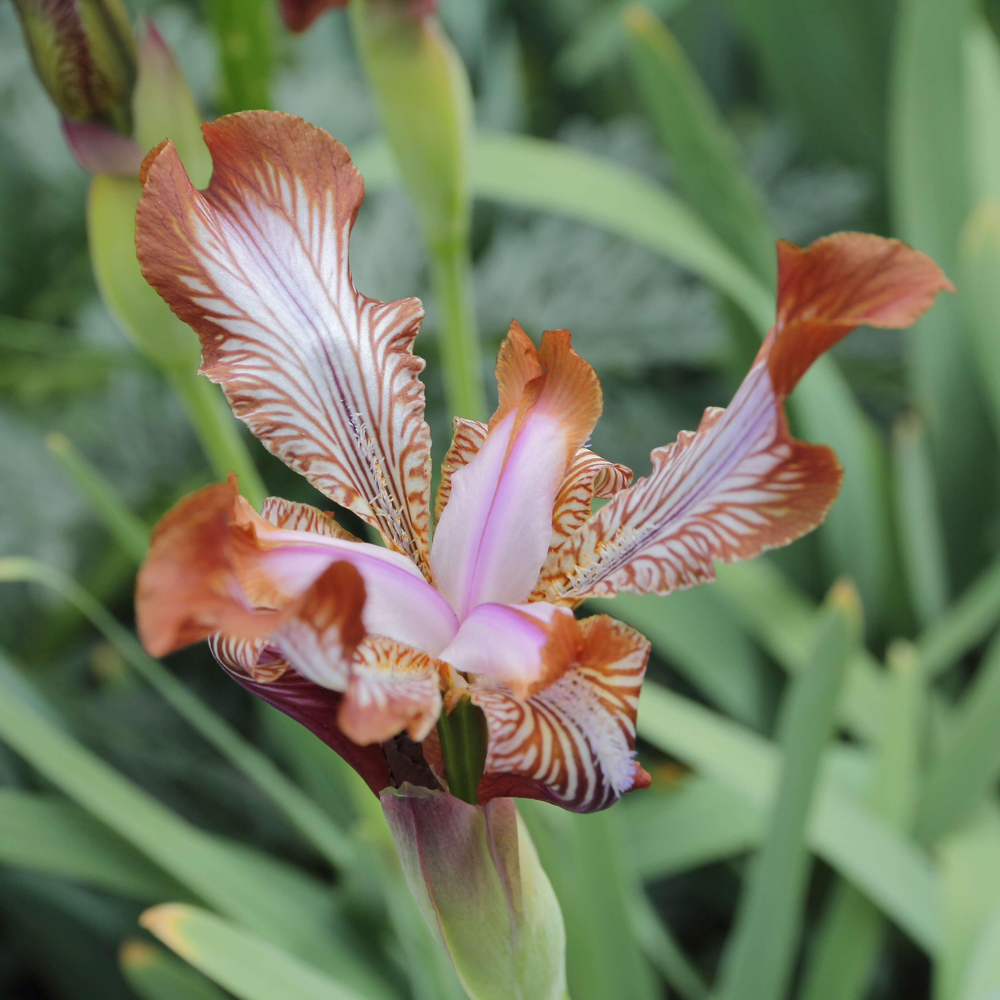 Image of Iris stolonifera Maxim.