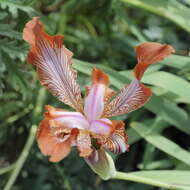 Image of Iris stolonifera Maxim.