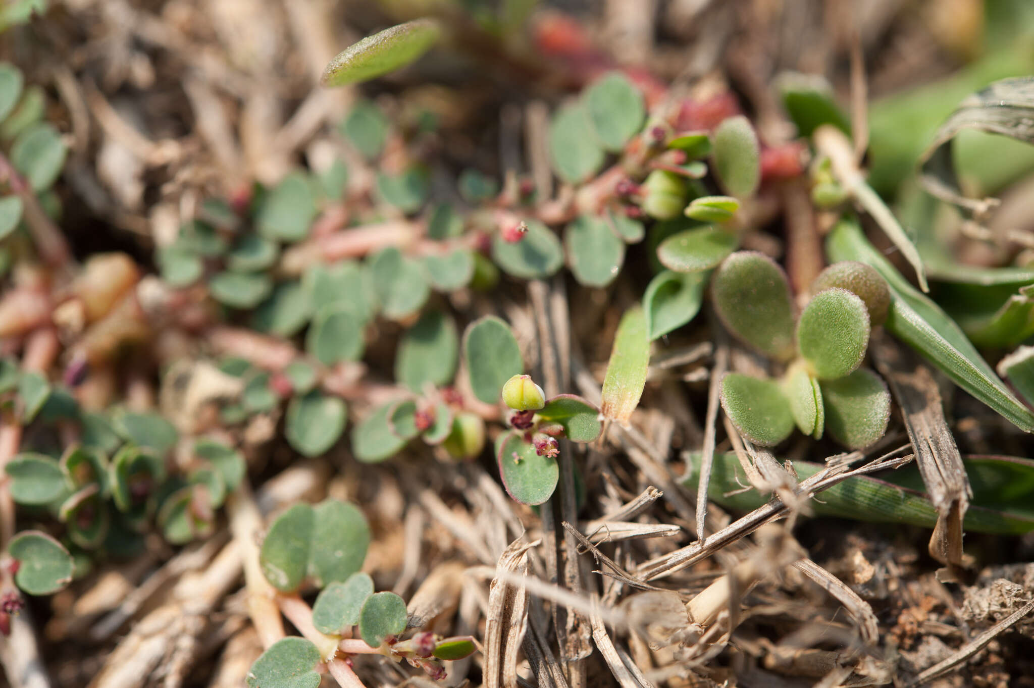 Imagem de Euphorbia taihsiensis (Chaw & Koutnik) Oudejans