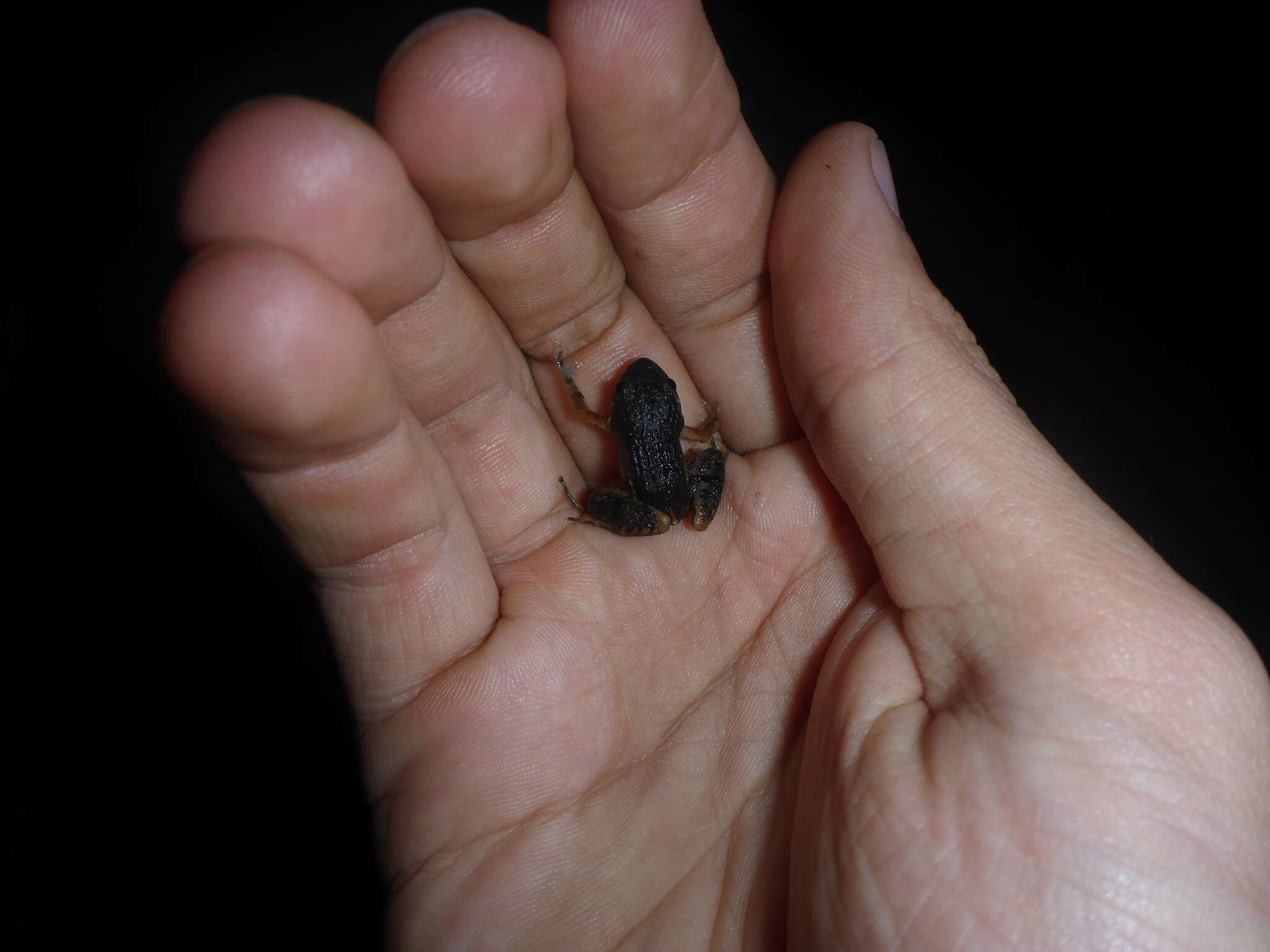 Image of Lowland Tropical Bullfrog