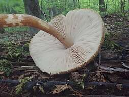 Image of Pluteus granularis Peck 1885