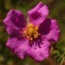 Rosa minutifolia Parry的圖片