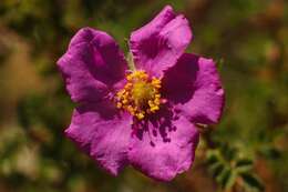 Rosa minutifolia Parry的圖片