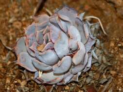 Image of Echeveria lilacina M. Kimnach & R. Moran