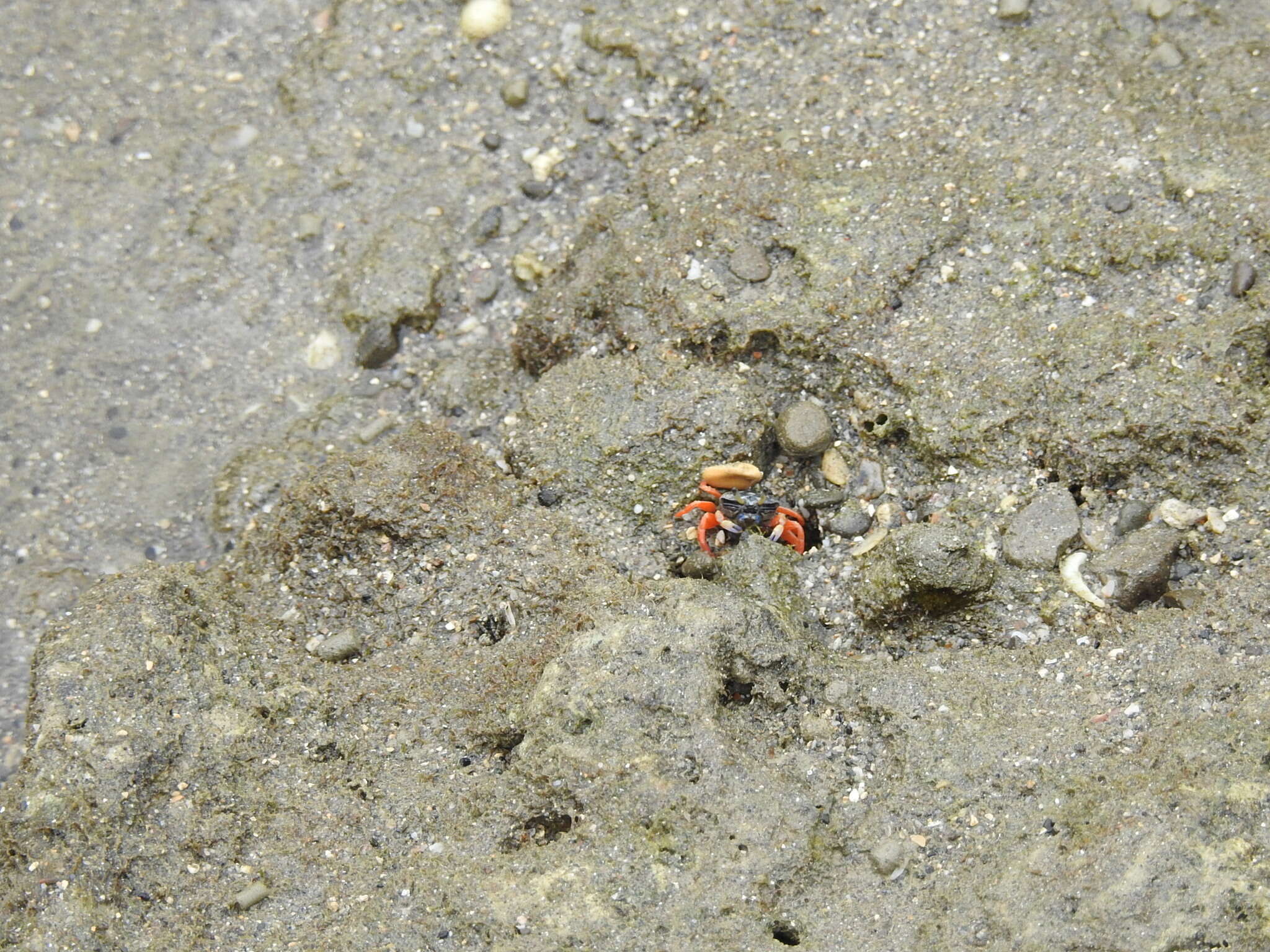 Gelasimus tetragonon (Herbst 1790) resmi