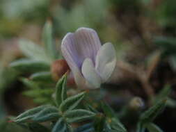 Image of spiny milkvetch