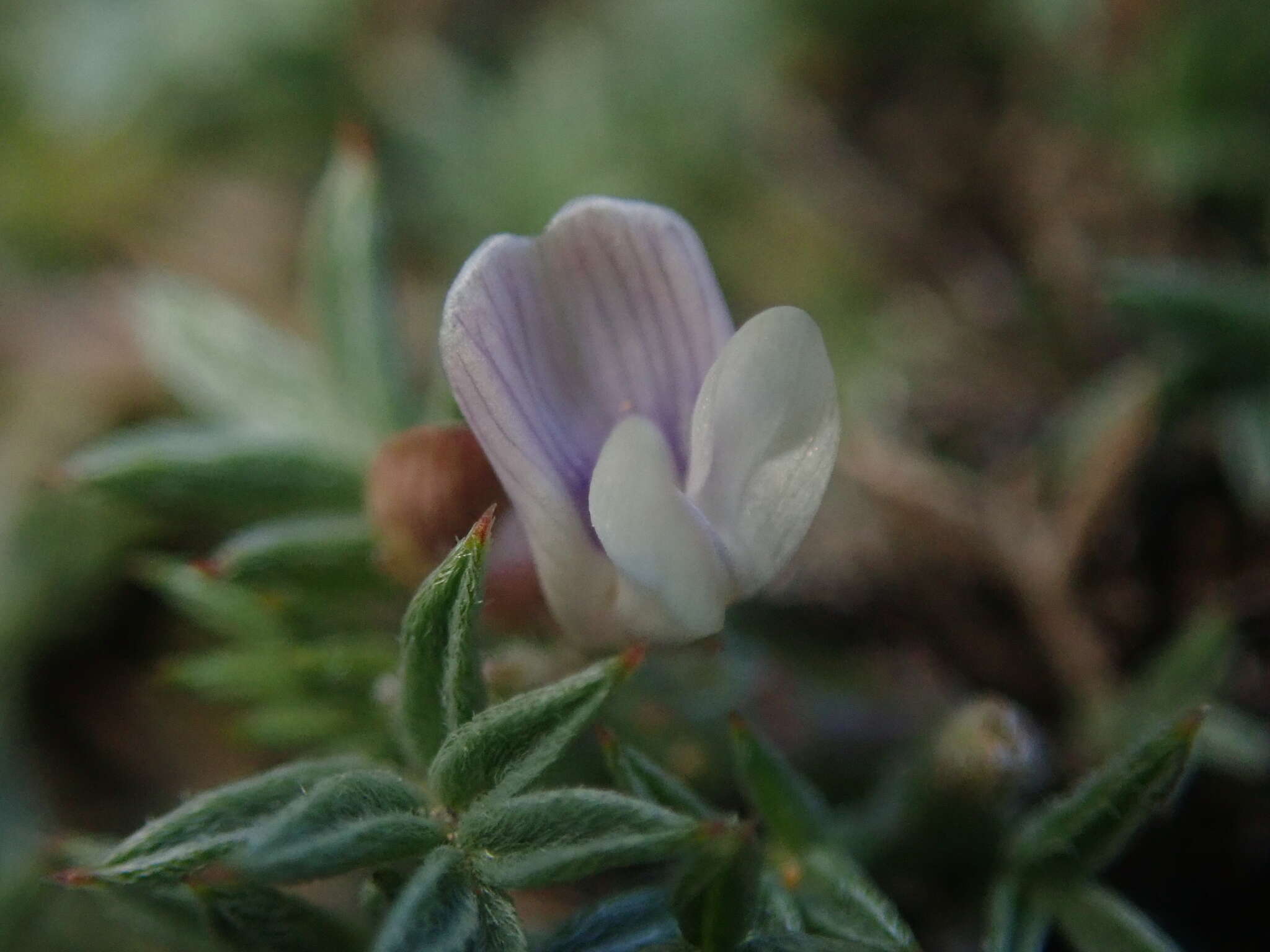 Image of spiny milkvetch