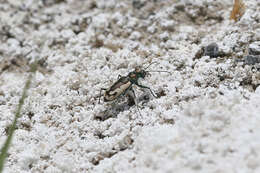 Image of Cicindela (Cicindela) parowana platti Cazier 1937