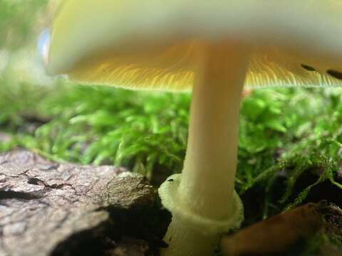 Image of Pluteus mammillatus (Longyear) Minnis, Sundb. & Methven 2006