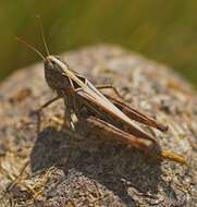 Image of Omocestus (Omocestus) petraeus (Brisout de Barneville 1856)