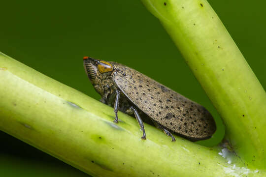 Image of Plinia punctipennis Schmidt 1919