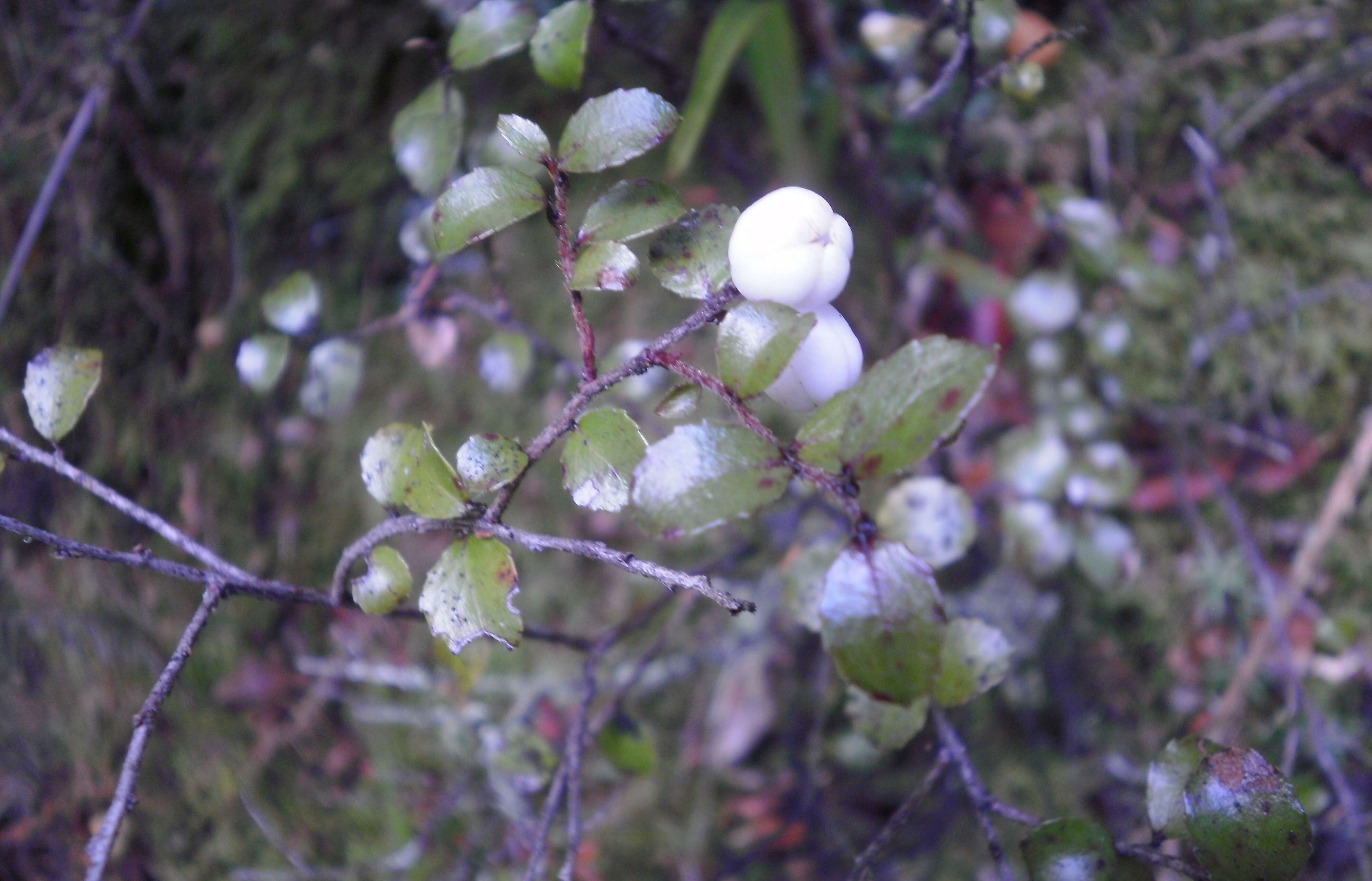 Image of Gaultheria antipoda Forst. fil.