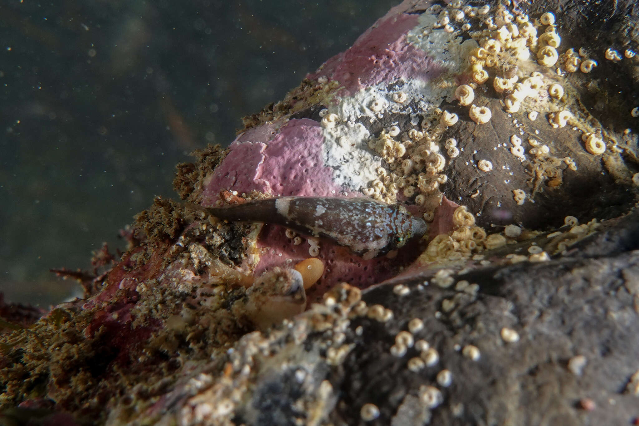 Image of Striped clingfish