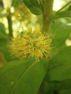 Image of Tufted Loosestrife