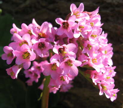 Image of Bergenia purpurascens (Hook. fil. & Thoms.) Engl.