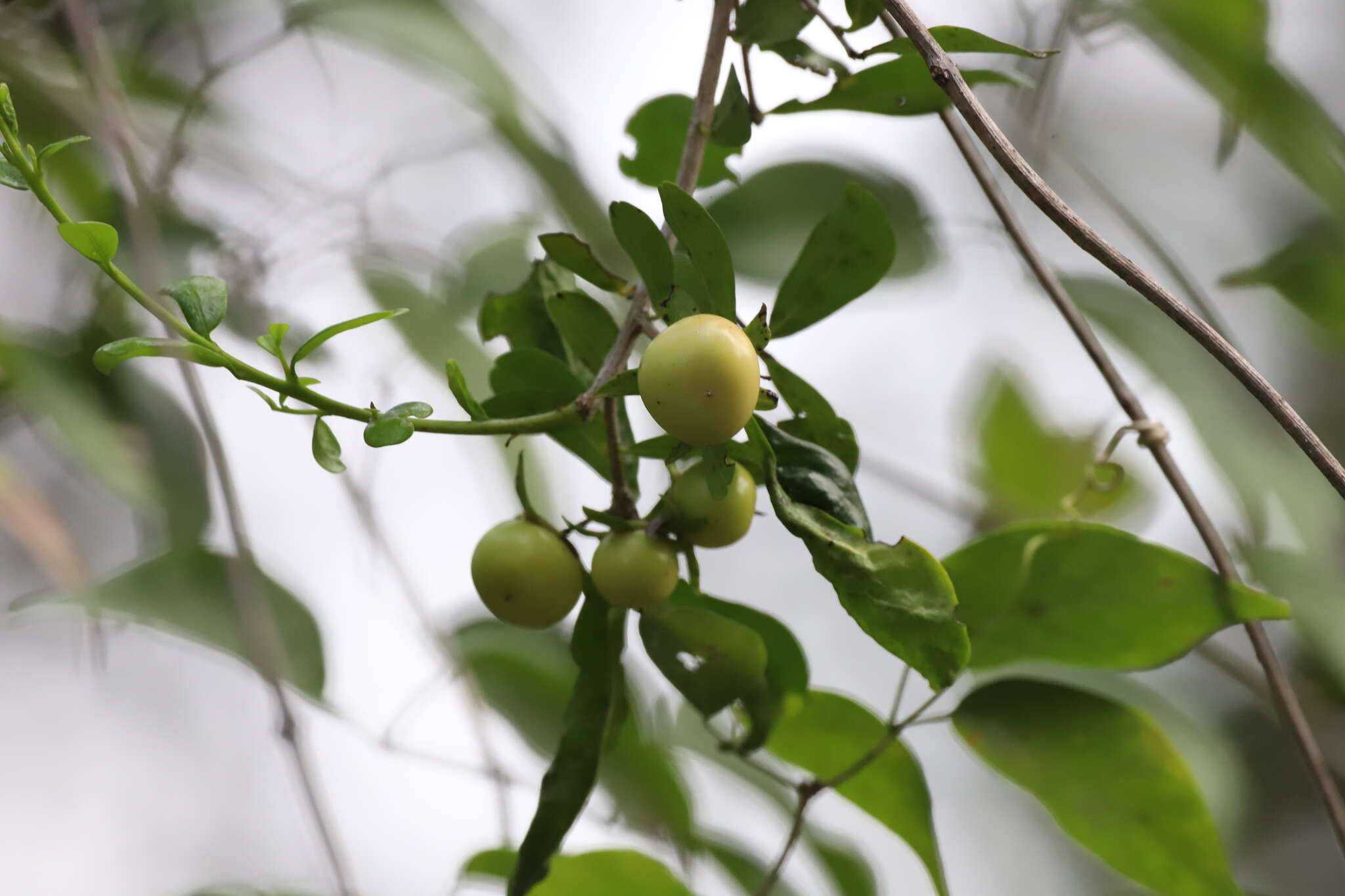 Image de Diospyros anisandra S. F. Blake