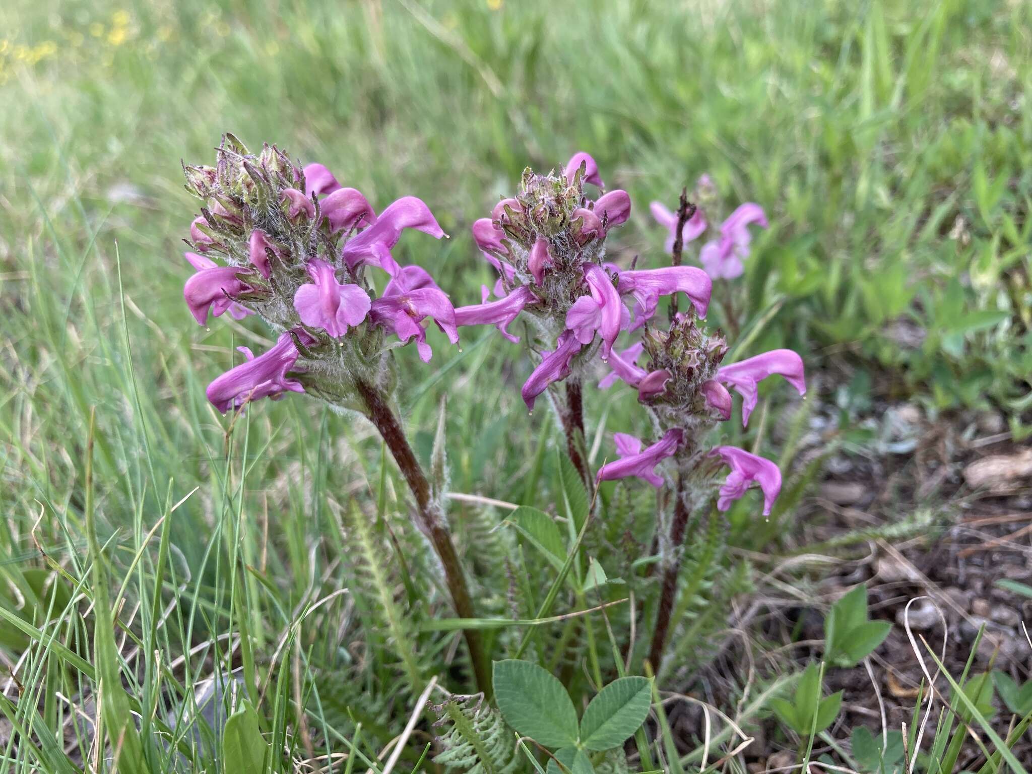 Image de Pedicularis parryi subsp. purpurea (Parry) G. D. Carr