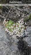 Imagem de Sedum anglicum Hudson