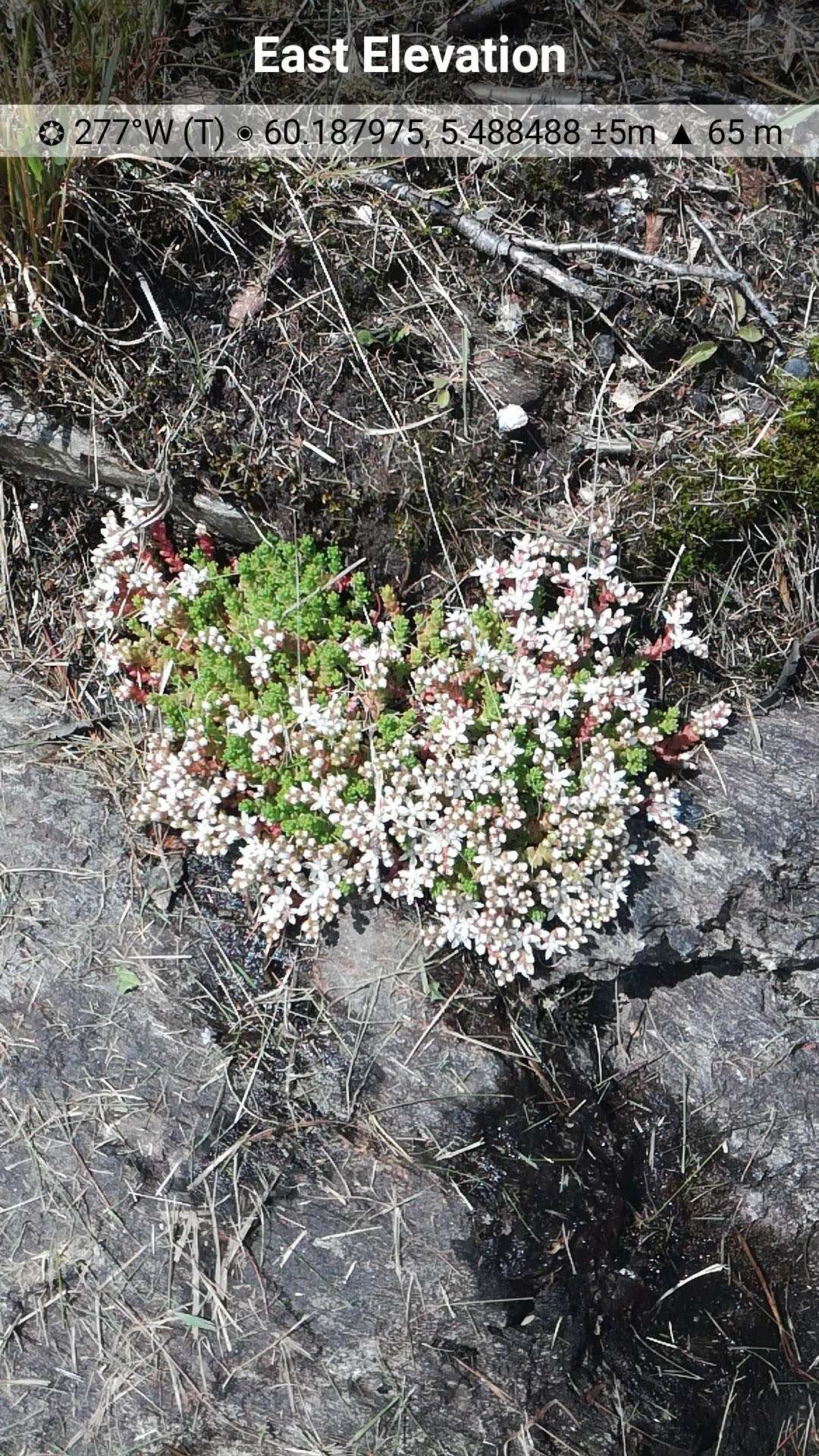 Image de Sedum anglicum Hudson