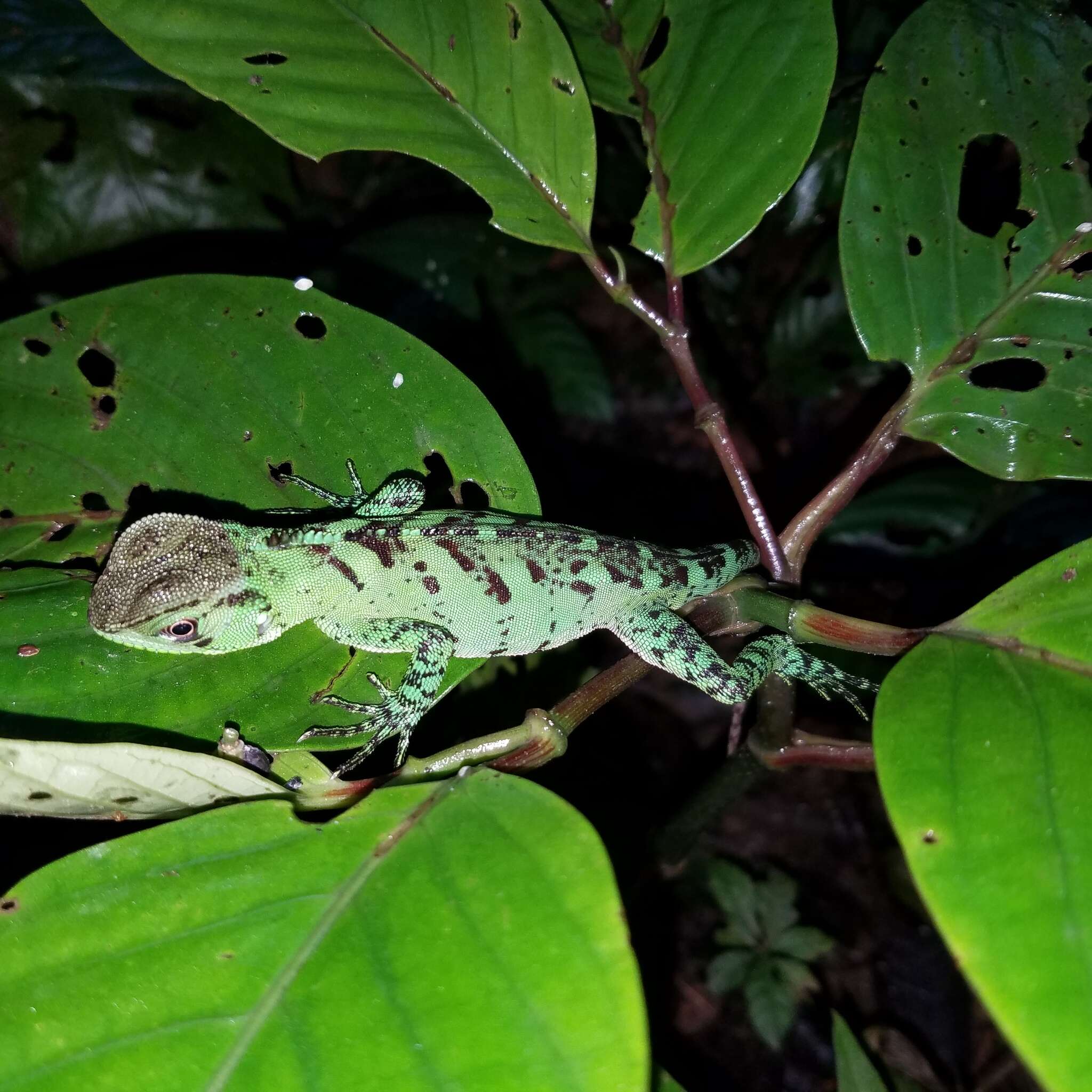 Image of Broad-headed woodlizard