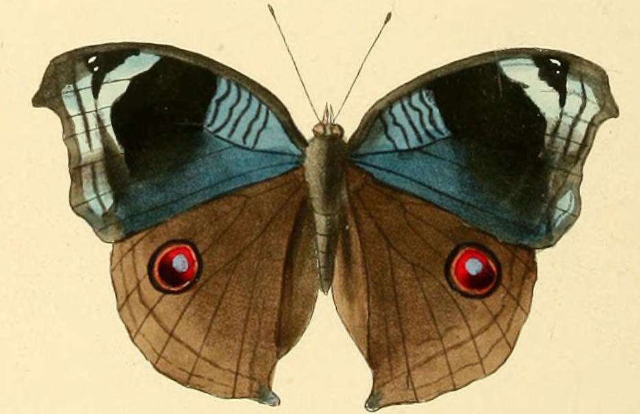 Image of Junonia artaxia Hewitson 1864