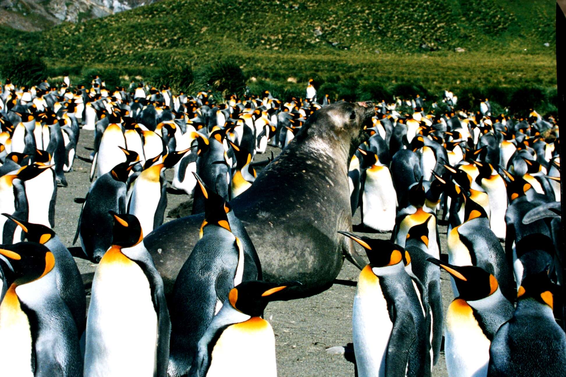 Image of South Atlantic Elephant-seal