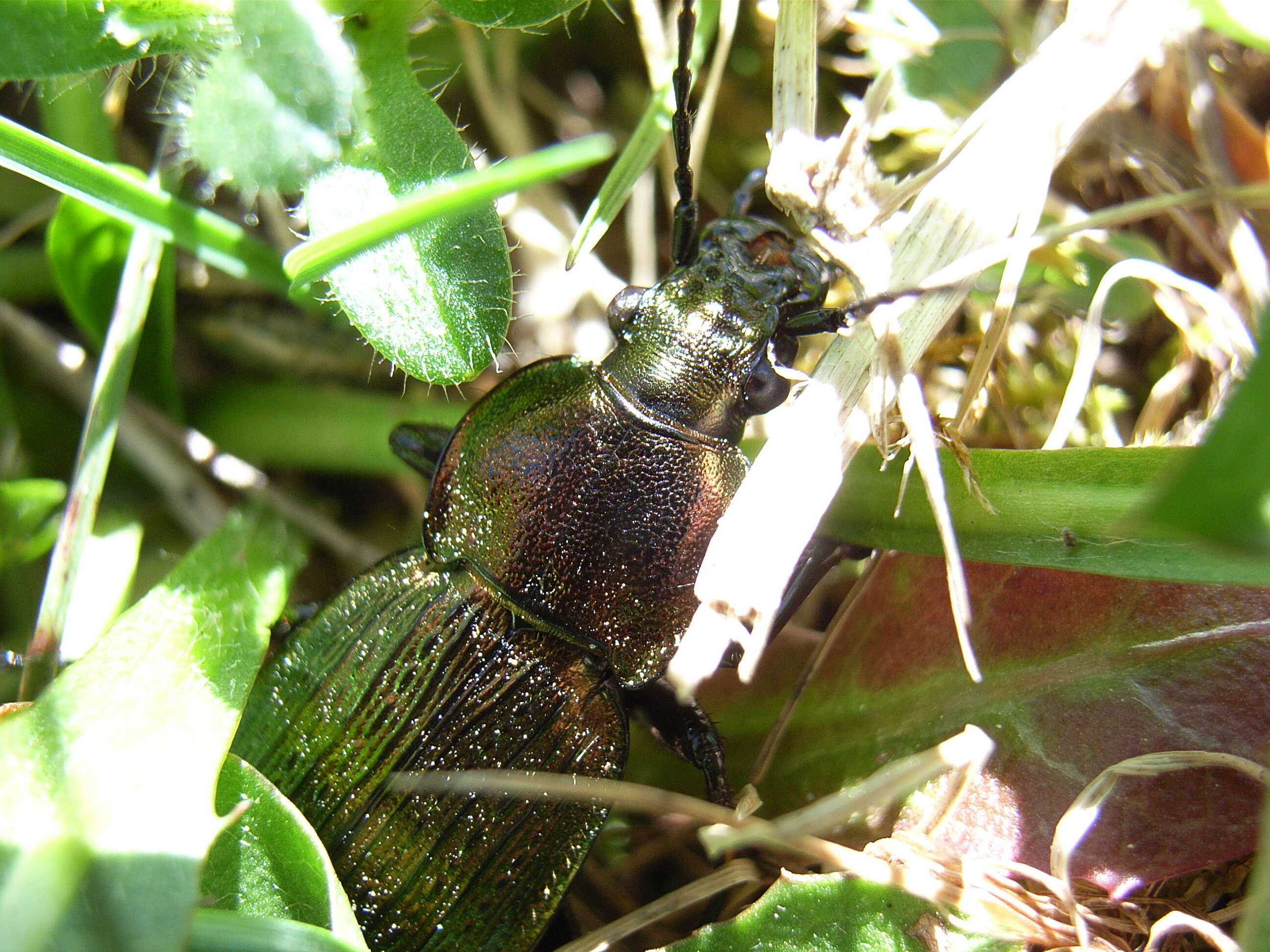 Image of Necklace Ground Beetle