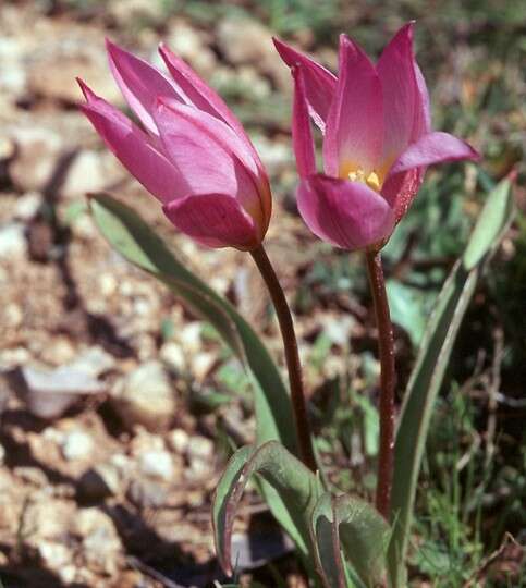 Image de Tulipa saxatilis Sieber ex Spreng.