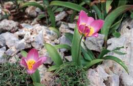 Image de Tulipa saxatilis Sieber ex Spreng.