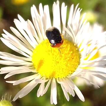 Image of Geocoris (Piocoris) erythrocephala (Lepelitier & Serville 1825)