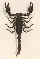 Image of Scorpio maurus Linnaeus 1758