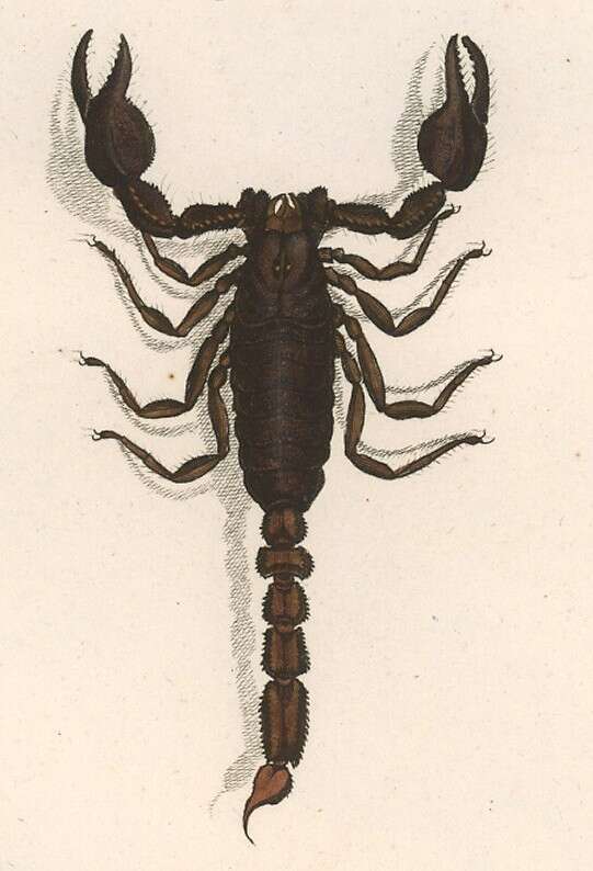 Image of Scorpio maurus Linnaeus 1758