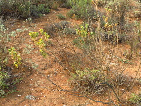 Image of Euryops lateriflorus (L. fil.) Less.